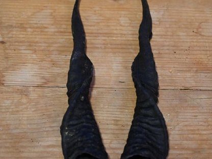 Bild 4:Zackelschafhörner als Krampushörner für Krampusperchten