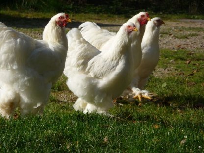 Bild 4:Bruteier Brahma rein weiß große Rasse