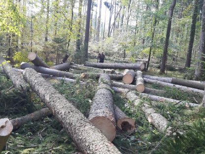 Bild 3:Forstdienstleistungen