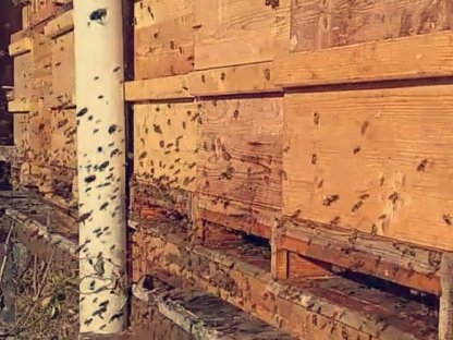 Bild 2:Bienenvölker Ableger Zander 2025