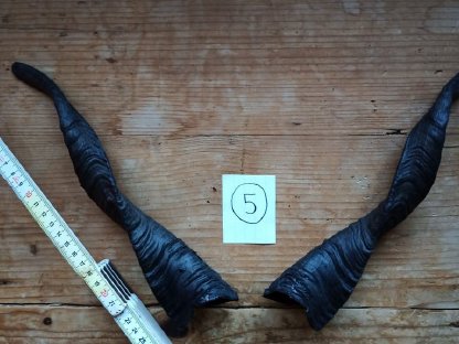 Bild 9:Zackelschafhörner als Krampushörner für Krampusperchten