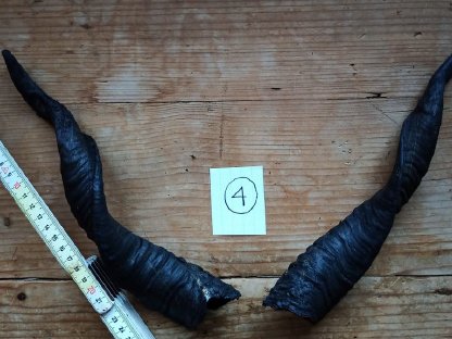 Bild 8:Zackelschafhörner als Krampushörner für Krampusperchten