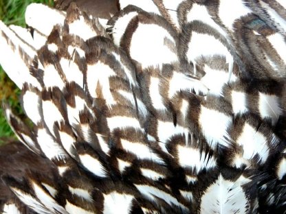 Bild 4:Bruteier Brahma silberschwarz gesäumt