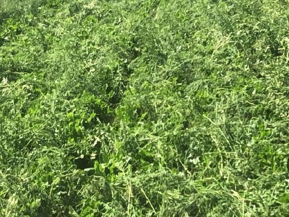 Bild 2:Unkrautzupfen Lohn