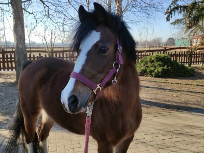 9-jährige Pony-Stute sucht neuen Besitzer