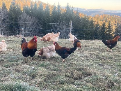 Bild 2:Sulmtaler Hähne Bio