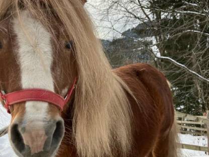 Bild 5:Mini Shetty Ponys