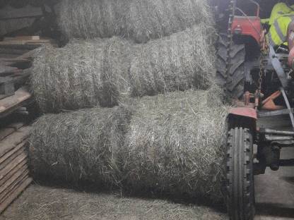 Bild 3:Most Säfte Edelbrände Liköre Heu