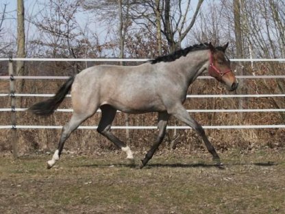 Quarter Horse / Paint Horse Stute zu verkaufen