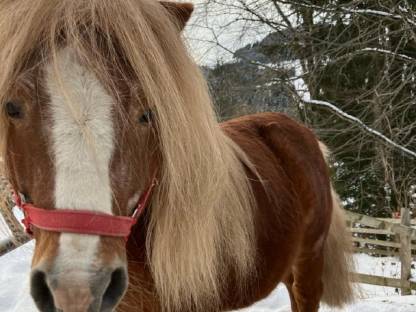 Bild 6:Mini Shetty Ponys