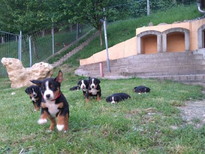 Appenzeller Sennenhund Welpen (Reinrassig)