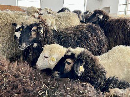 Bild 3:Weibliche Krainer Steinschaf Zuchttiere