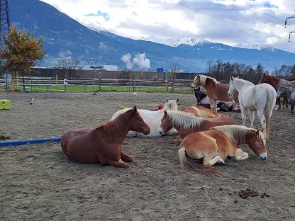 Wir suchen einen Hof für Pferdehaltung in Tirol