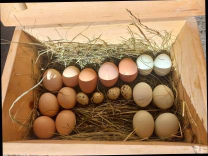 Hühner Eier aus Freilandhaltung