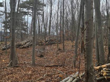 Bild 3:Erstdurchforstung