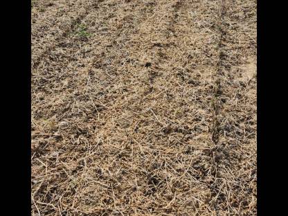 Bild 2:Lohndrusch Sojabohnen mit BISO Sojaflex