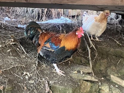 Bild 3:Sulmtaler Hähne Bio