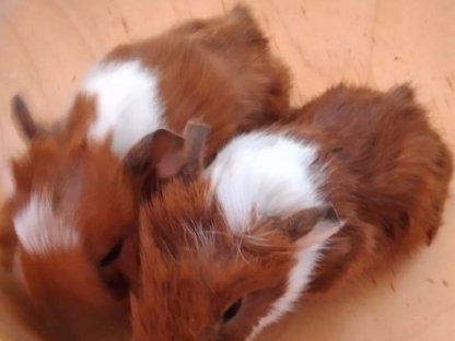 Bild 6:Wunderschöne Meerli-Buben suchen ein Zuhause