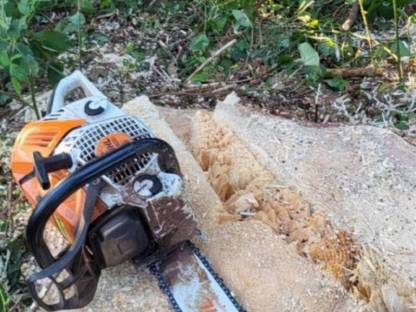 Bild 3:Holzschlägerung & Bringung