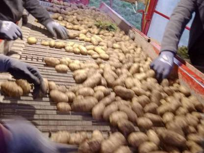 Kartoffelverkauf