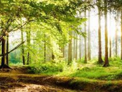 Suche Waldgrundstück für Brennholzgewinnung