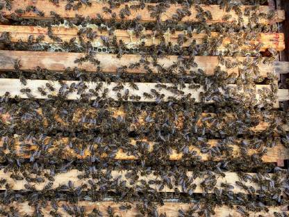 Bienenvolk, Bienen, Wirtschaftsbienenvölker