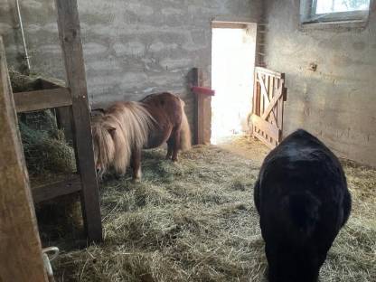 Bild 2:Mini Shetty Ponys