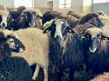 Bild 2:Weibliche Krainer Steinschaf Zuchttiere