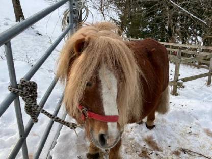 Bild 7:Mini Shetty Ponys
