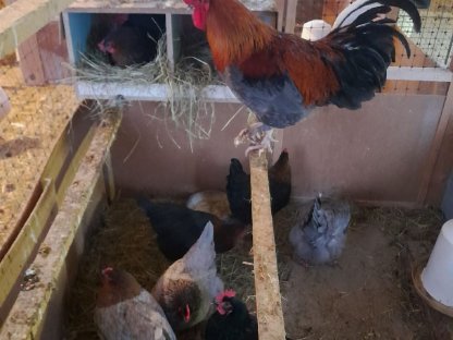 Verschiedene Hühner
