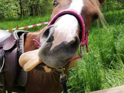 Welsh Pony- Araber Stute