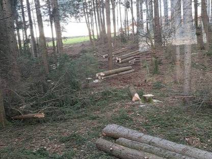 Bild 2:Rückearbeiten holz sortieren mit bagger