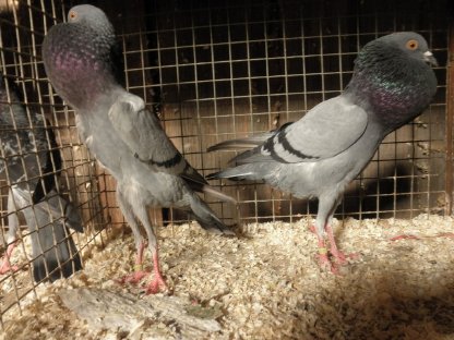 Bild 3:Brünnerkröpfer