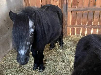 Bild 9:Mini Shetty Ponys