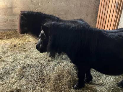 Bild 3:Mini Shetty Ponys