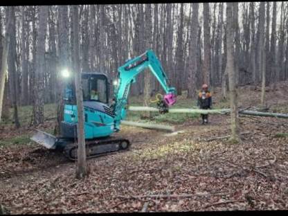 Bild 2:Erstdurchforstung