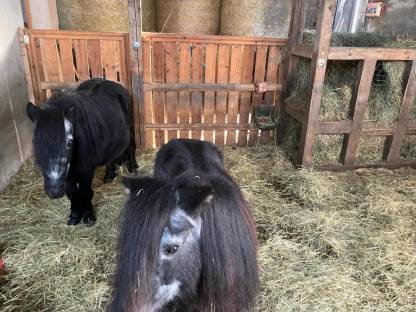 Bild 8:Mini Shetty Ponys