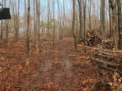 Bild 4:Erstdurchforstung