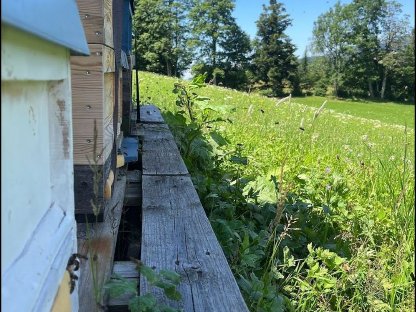 Suche Bienenstandort im Raps - zwischen Hallein und Thalgau