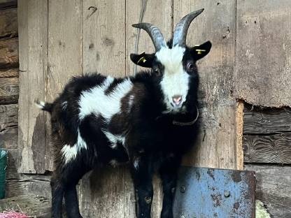 Tauernschecken Bock