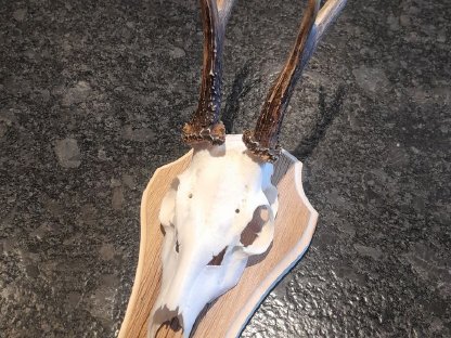 Bild 3:Trophäenschilder