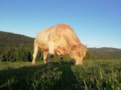 Charolais-Stier