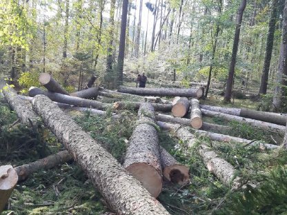 Bild 2:Forstdienstleistung