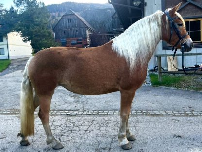 Liebe Haflinger Stute Esja