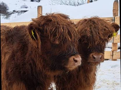 Mini Highland Stierkalb