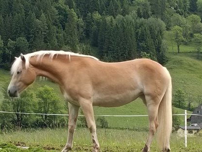 Haflinger Stute Felina