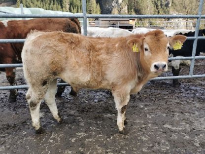 Verkaufe Murbodner Stierkalb