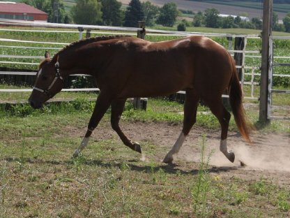 Bild 8:Deckanzeige - American Quarter Horse Hengst