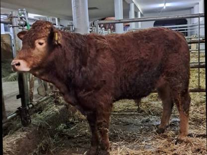 Bio Limousin Zuchtstier