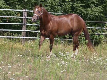 Bild 3:Deckanzeige - American Quarter Horse Hengst